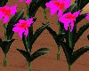 LW - 30 Plumeria Flowers
