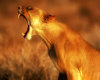 Lioness Roar! 