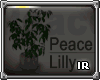 [IR] Peace Lilly