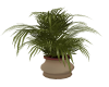 !Potted Fern