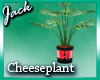 Pink Parade Cheeseplant
