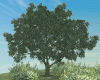Big Natural Tree