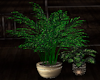 [CI]HeartStone Plants 3