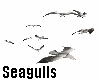 Seagulls Anim.