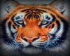 Tiger background 6