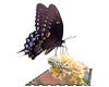 Butterfly Sticker
