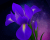 Purple Iris Bloom