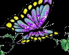 butterfly vine