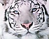 Mjs White tiger sticker