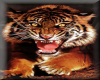 growling tiger