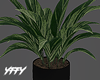 Potted Aspidistra