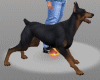 Dog Doberman