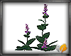 (ED1)Purple flower