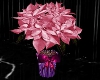 Glows Pink Poinsettia