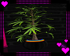 Pride Plant