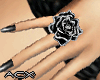 (ACX)Rose Black beauty