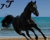 7T* Black Horse
