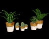 Set of 6's Plants