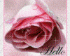 {*Pink Rose Hello*}
