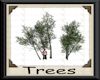 Trees #4 White Birch