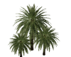 Palm Tree Group I