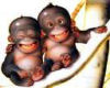 Monkey Buddies