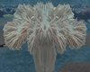 Rock flower coral reef