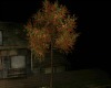 ~SB Autumn Tree