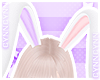 🌠 Easter Lilac\Pinku
