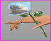 Hold White Rose