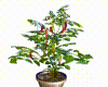 Hot Pepper Plant
