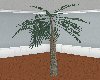 (DC) Palm Tree