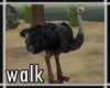 Walking Ostrich