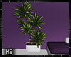 Kii~ Amethyst Plant