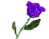 Purple glitter rose