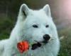 Native White Wolf Shawl