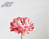 HSl Pink Flower Canvas