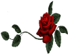 Red Rose