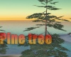 Castaway Pine tree
