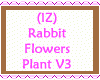 Rabbit Flowers Plant V3