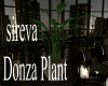 sireva Donza  Plant