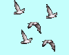 Birds / Animate