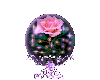 globes rose