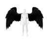 Black Wings F/M
