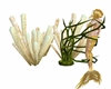 Live coral reef plant