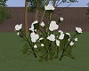 TX White Roses