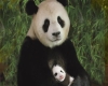 Panda momma and baby