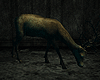 Deer 01