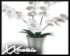 (XX) Orchids in Vase