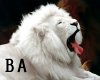 [BA] White Lion